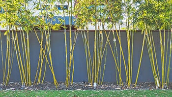 LANDSCAPING-MISTAKES