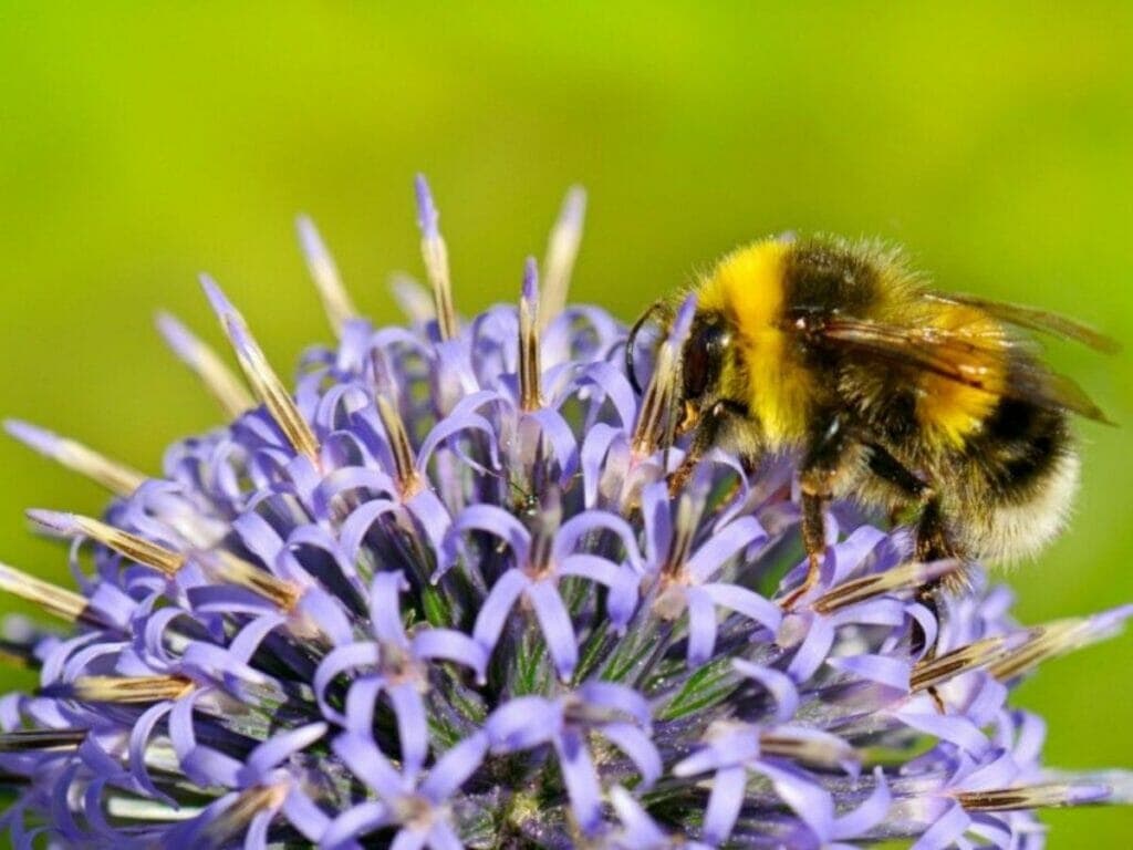 How to Attract Bees to Your Garden