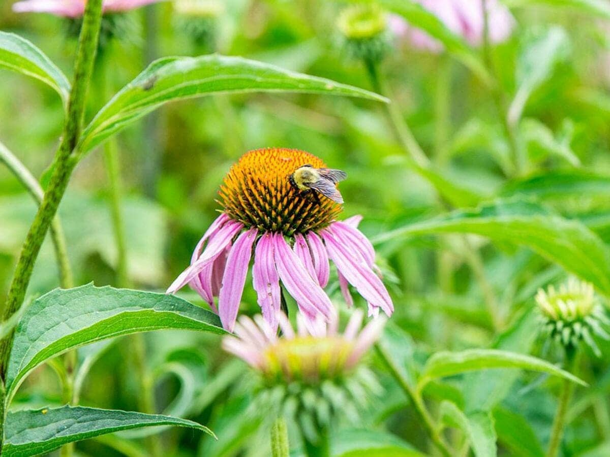 How to Attract Bees to Your Garden