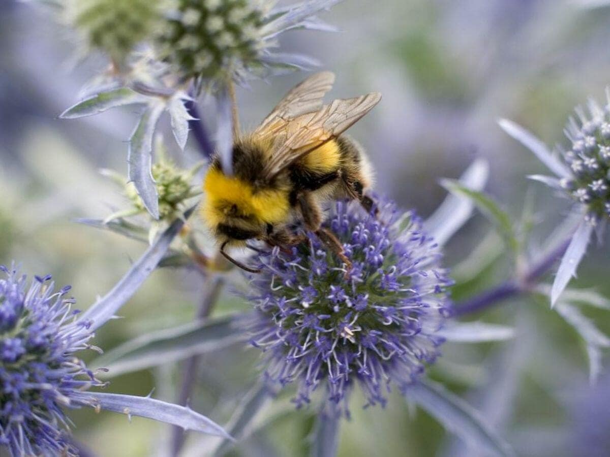 How to Attract Bees to Your Garden