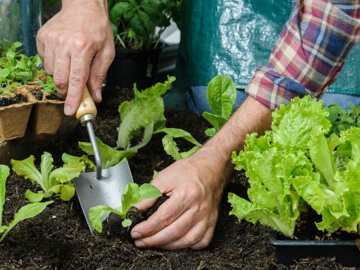 The Most Important Things in Gardening