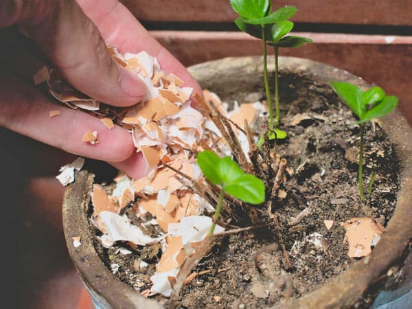 How do you fertilize plants with eggshells?