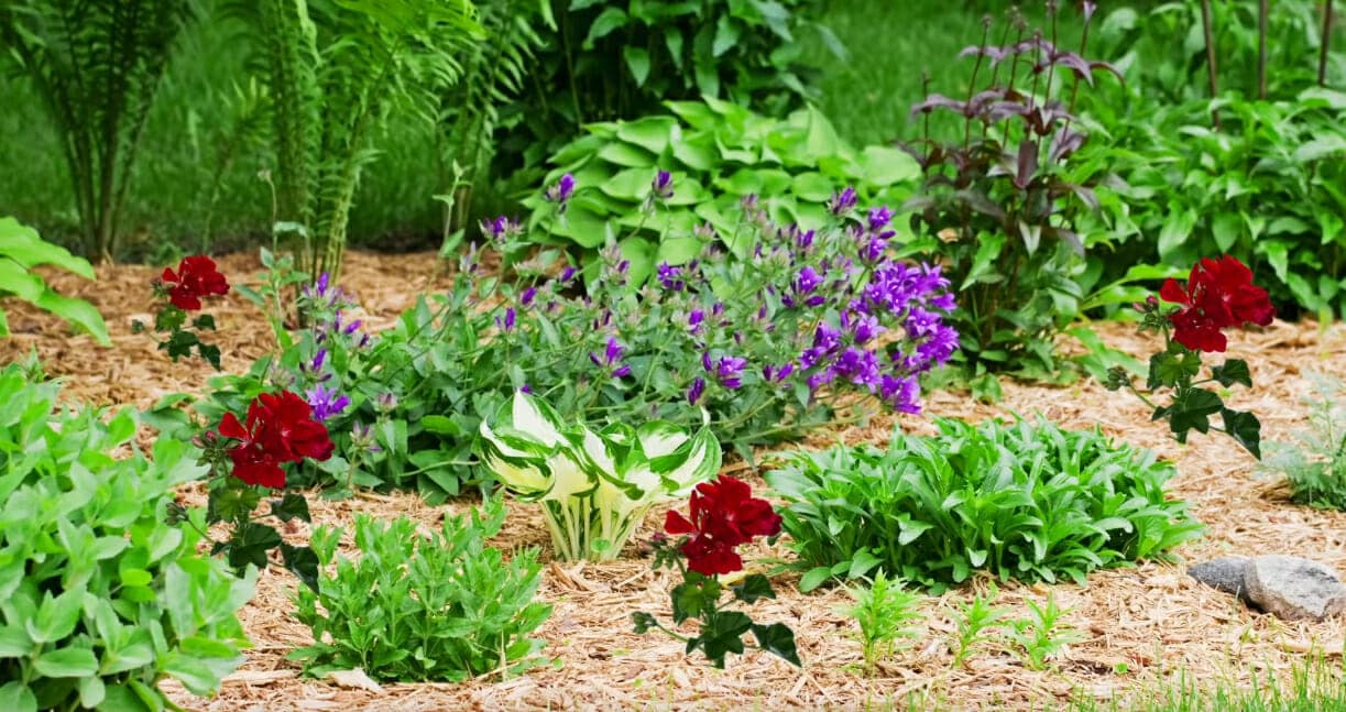The Benefits of Low Maintenance Landscaping