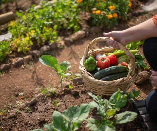 A Bounty of Flavor Cultivating an Edible Garden for Culinary Delights