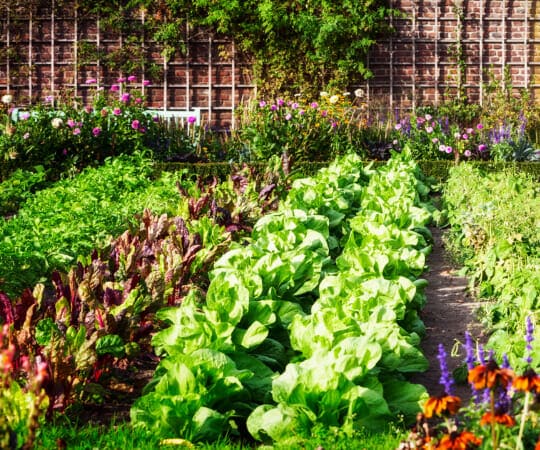 From Garden to Table Cultivate an Edible Paradise and Savor the Fruits of Your Labor