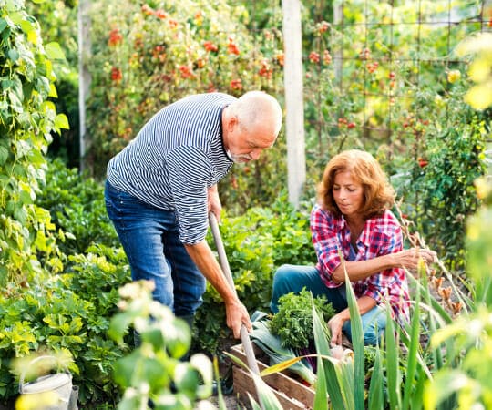 From Garden to Table Cultivate an Edible Paradise and Savor the Fruits of Your Labor