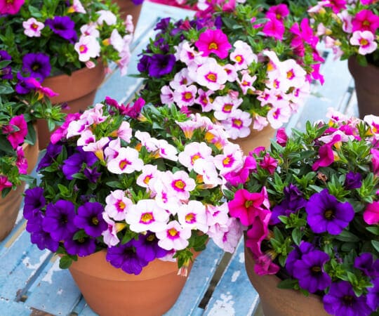  Expertise of Plant Selection for Your Dream Garden