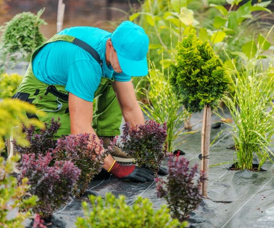The Ultimate Garden Maintenance Guide Keeping Your Haven Impeccably Beautiful