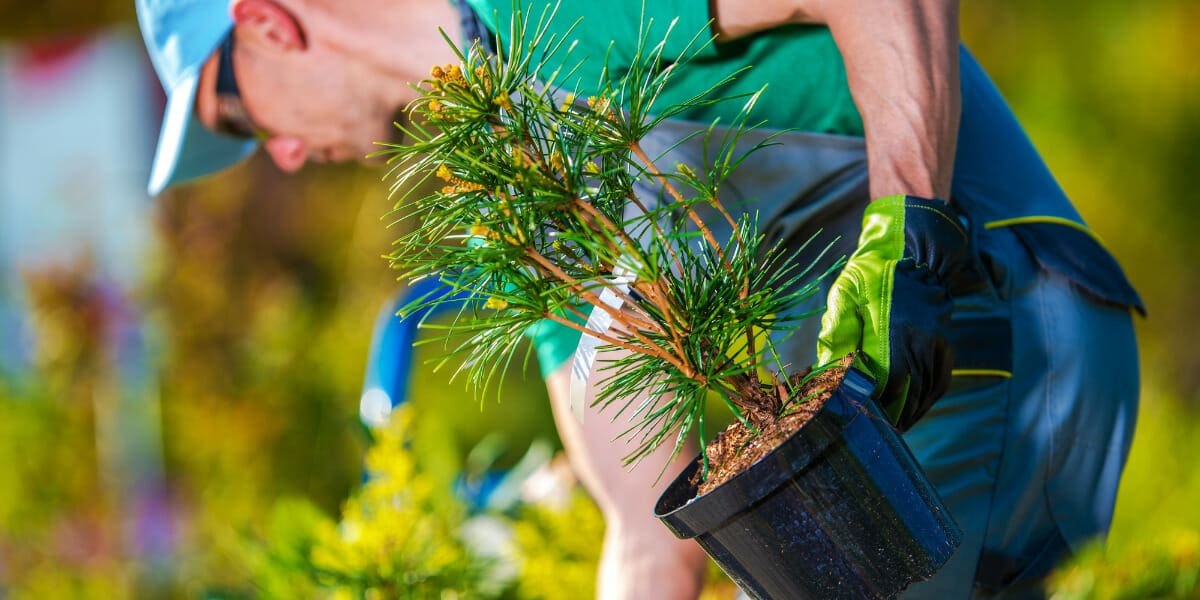 DIY Landscape Design: Tips for Beginners