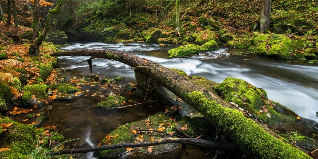 The Benefits of Regenerative Landscapes