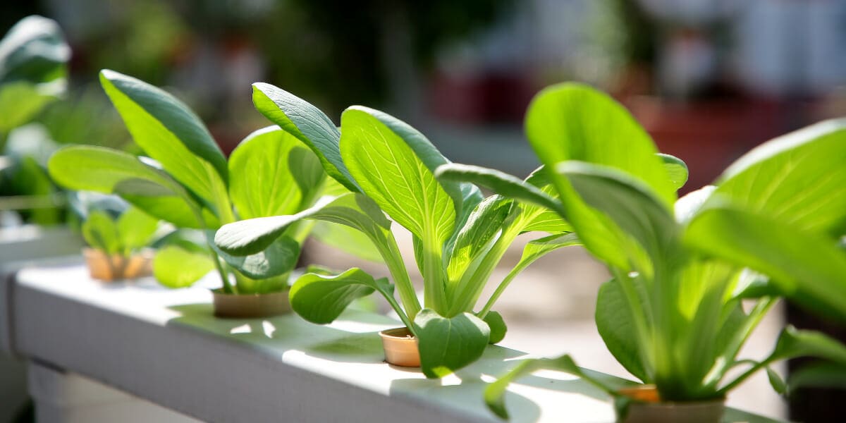 Landscape Design Techniques for Small Spaces