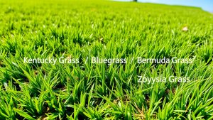 Choosing the best grass species for a healthy lawn